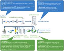 • • • • activity 6: The Biologics Manufacturing Process And The Manufacturing Steps That Download Scientific Diagram