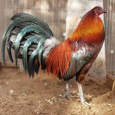 Dimana setiap hewan yang berasal dari kelas aves, dapat ditandai dari bulu yang menutupi seluruh permukaan. Brown Red Game Fowl Game Fowl Fancy Chickens Beautiful Chickens