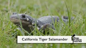 This website is a bulletin board for neighborly announcements, area concerns for the rio hondo ranches, tarpley, tx. 5082 Anura Ranidae Abavorana Luctuosa My Id 8687 Anura Ranidae Abavorana Nazgul Gunung Jerai Black Stream Frog Zheng Oong 2018 06 20 Ann T Chang 2018 06 20 My Abavorana Nazgul Is A Medium Sized Robust Frog With An Adult Male Snout