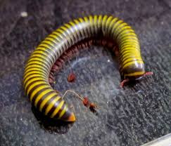Black And Yellow Millipede Bumblebee Millipede Yellow Banded Millipede Anadenobolus Monilicornis Native To The Caribbean This Arthropod Of The Fa Millipede Arthropods Cool Insects