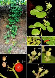 Image result for Cyphostemma heterotrichum