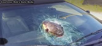 koopatv troubled turtle tilts n tumbles into south carolina windshield koopatv troubled turtle tilts n