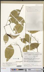 Image result for Craibia zimmermannii