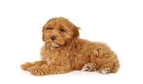 Cockapoo puppies are $1850.00 no matter color or gender, time of year. Cockapoo Breed Information