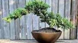 Juniper Bonsai Make & Take