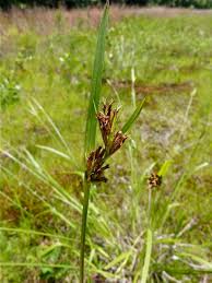 Image result for Scleria induta