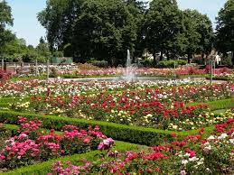 Portland Oregon Rose Gardens Rose Garden Portland Oregon Vacation Oregon