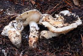 Image result for Micrargeriella