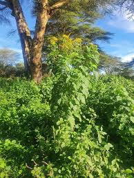 Image result for Crassocephalum montuosum