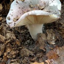 Image result for Russula variata