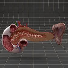 Anatomy Duodenum Pancreas Spleen Cross Section 3d Model Pancreas 3d Model Character Anatomy