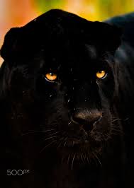 Pin By Nasir Siddiq Abdur Rahim On Disney In 2021 Black Panther Black Panther Drawing Panther