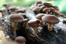 Image result for Lentinus edodes
