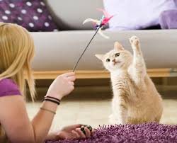‪Why are Cats so Curious? | Nutrish‬‏