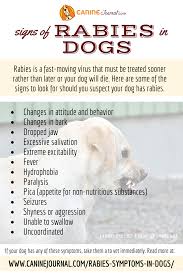 Maybe you would like to learn more about one of these? How Many Times Should A Dog Get Rabies Shots Hutomo