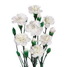 White Mini Carnations Buy Online In Alhambra Flower Shop Mini Carnations Carnations Carnation Plants