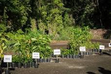 Waimea Valley Arbor Day