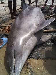 See the 'big' Dolphin fishermen caught in Rivers state (photos)