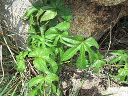 Image result for Ipomoea mauritiana