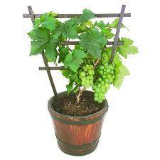 Jadikan tinggal dalam tuhan yesus sebagai gaya hidup. Hot Selling Pokok Anggur Sudah Berbuah Di Dalam Pasu Size Besar Shopee Malaysia