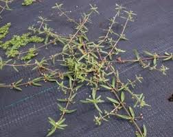 Image result for Oldenlandia angolensis