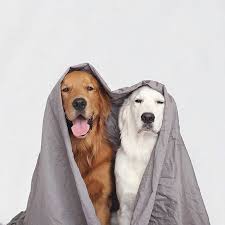 5 Fun Indoor Activities For Dogs Who Can T Stand The Cold And Snow Dogtime Cute Dogs Dogs Cute Dogs And Puppies