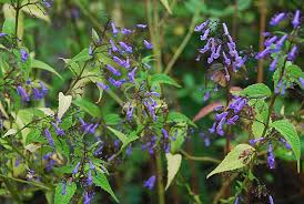 Image result for Isodon