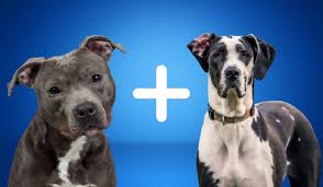 Ensure the dog is not stressed while it eats. Great Dane Pitbull Mix Breed Characteristics Facts