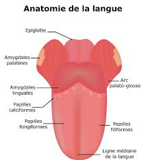 Se présentant sous la forme de petites plaies plus ou moins profondes, blanchâtres avec un pourtour rouge, sur la langue, mais aussi à l'intérieur des joues et sur les gencives, les aphtes sont très fréquents et douloureux. Papilles Gonflees Ou Infectees Causes Que Faire