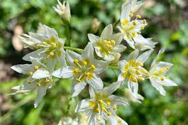 Image result for Tricliceras tanacetifolium