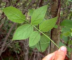 Image result for Steganotaenia