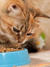 Indoor cat food, on the other hand, is often lazily lying in a full bowl, and the only physical exercise required from the cat is to duck his head. Help My Cat Won T Eat Wet Food Life Cats