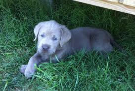 It's easy as 1, 2, 3! Dna Tested Lab Puppies In Texas Lab Puppies For Sale