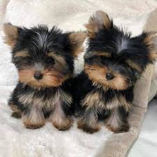 Feel free to browse hundreds of active classified puppy for sale listings, from dog breeders in pa and the surrounding areas. Beautiful Yorkie Puppies For Sale Near Me Home Facebook