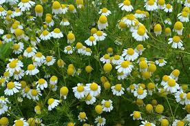 These three crops, and many others. Making Homemade Chamomile Tea Picklebums
