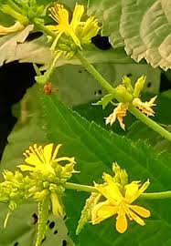 Image result for Blepharis stuhlmannii