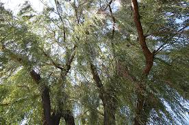 Jméno druhu je odvozeno od zbarvení listů, které jsou světlejší než u většiny jiných druhů vrb Ufei Selectree A Tree Selection Guide