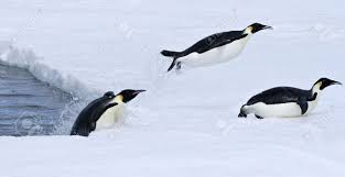 An emperor penguin leaps out of the water in antarctica. Emperor Penguins Aptenodytes Forsteri Jumping Out Of The Water Stock Photo Picture And Royalty Free Image Image 7014707