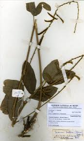 Image result for Teramnus uncinatus