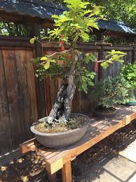 Bonsai is a great form of gardening for city dwellers, but not many species are adapted to live indoors. Lake Merritt S Bonsai Garden Under Renovation