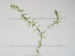 Image result for Hydrilla verticillata