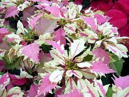The Farmer Fred Rant Poinsettia Pointers Flower Seeds Christmas Plants Poinsettia Plant
