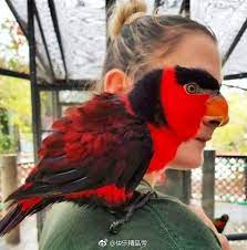 青年图摘0224 又杀爹又死仔的 能吃吗 perfectly timed photos parrot animals