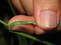 Image result for Eragrostis atrovirens