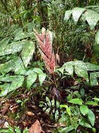 Image result for Pearsonia aristata