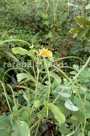 Image result for Senna tora