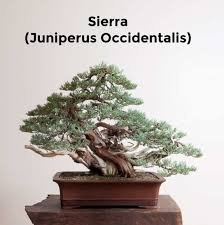 Applies to when you're doing junipers. How To Take Care Of A Juniper Bonsai Guide Bigboyplants Juniper Bonsai Bonsai Bonsai Tree