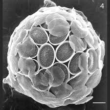 Image result for Exotheca