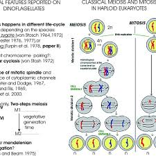 Schematic Diagram Of Mitosis And Meiosis In Haploid