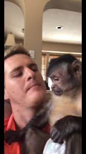 Meet George: The Majestic Monkey 🐒